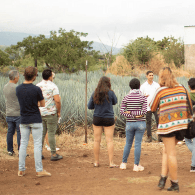 Agave Field Immersion